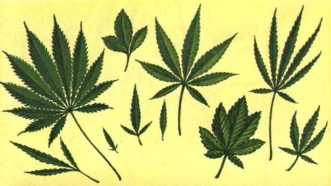 Dette er ulike typer cannabis. Bladene på årets UL-plakat et unektelig like. 
