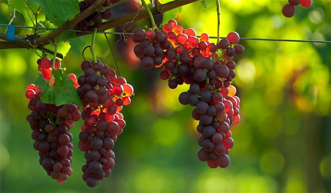 Jeg er det sanne vintre