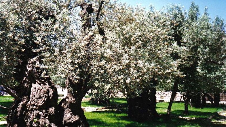 Getsemane
