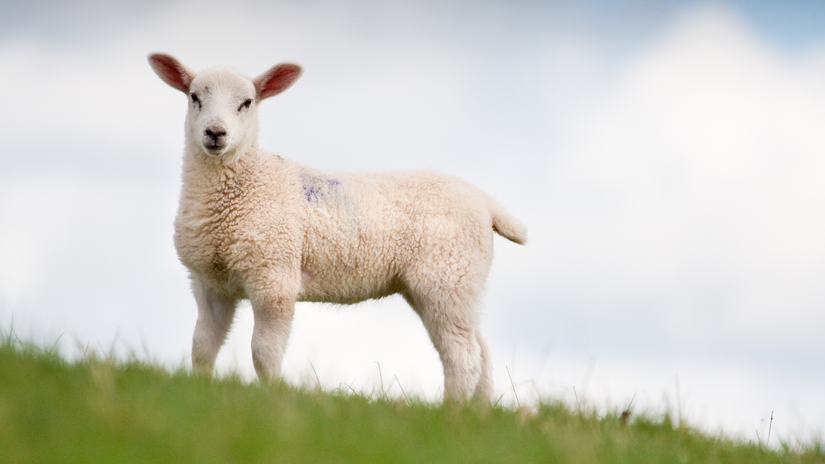 Bibelleseplan for påsken 2017