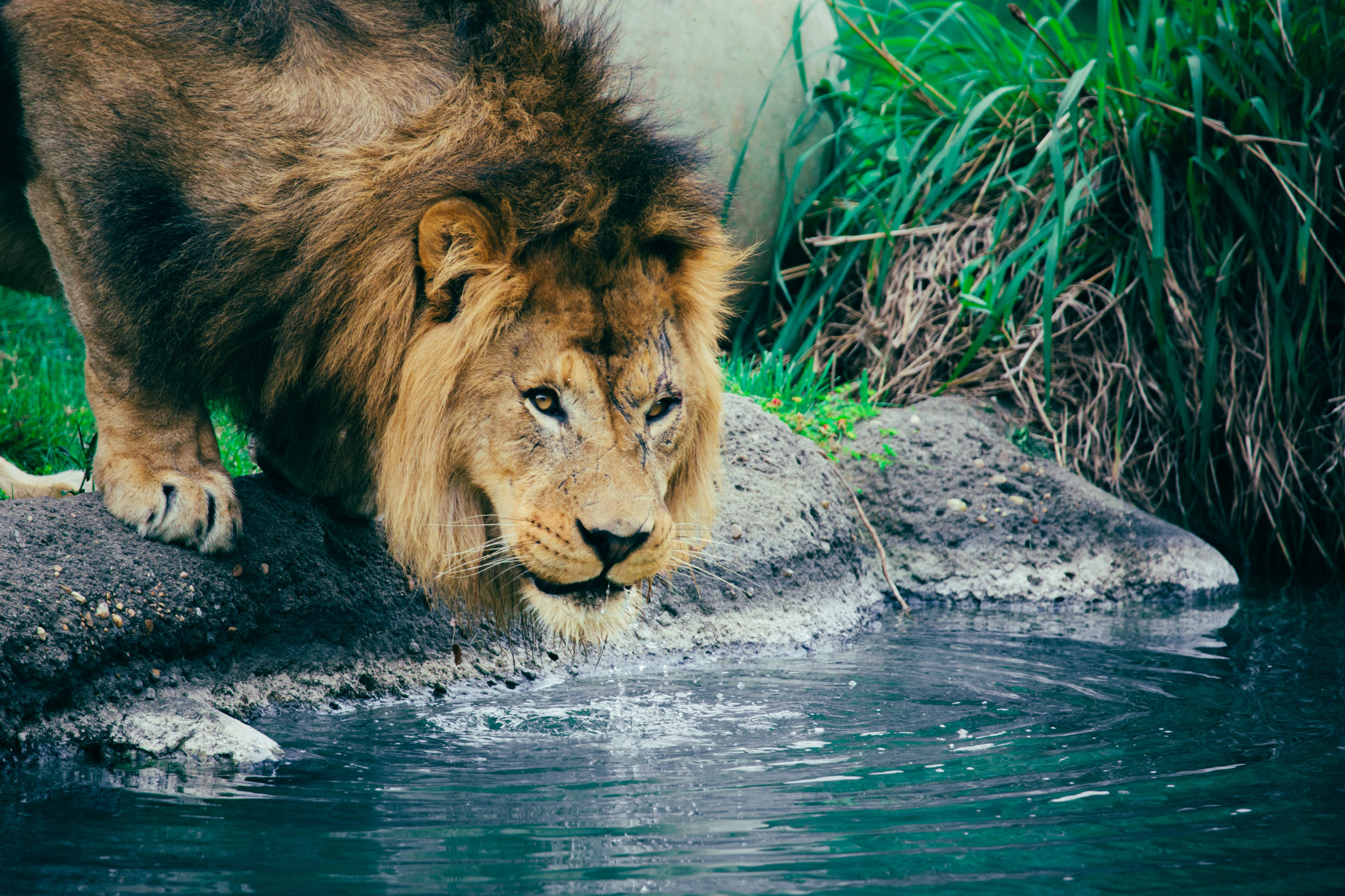 Da Simba speilet seg i vannet hørte han en stemme: «Du er mer enn det du har blitt.»