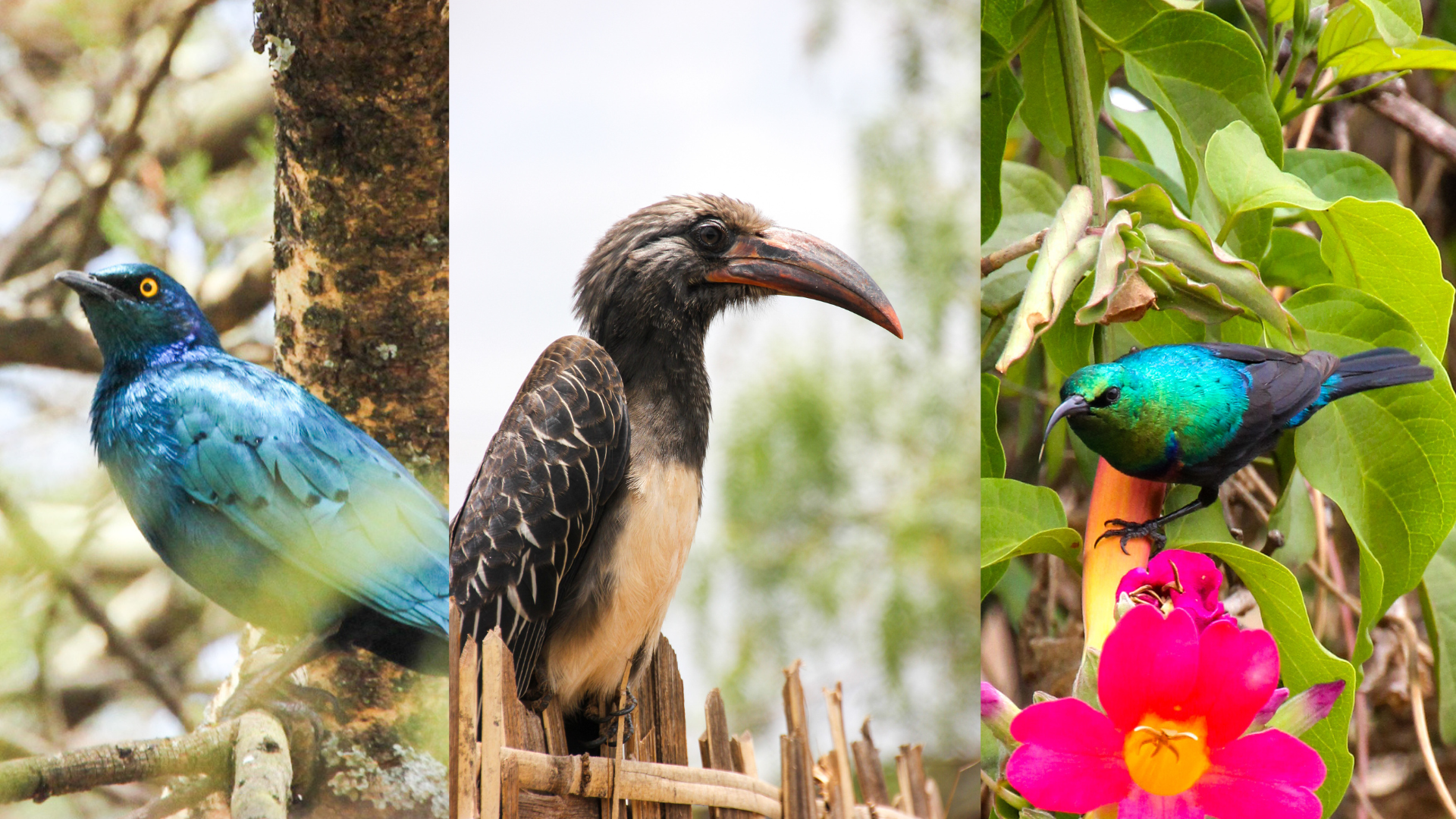 Fargerike, eksotiske fugler fotografert av Håkon Rydland i hagen hans i Etiopia